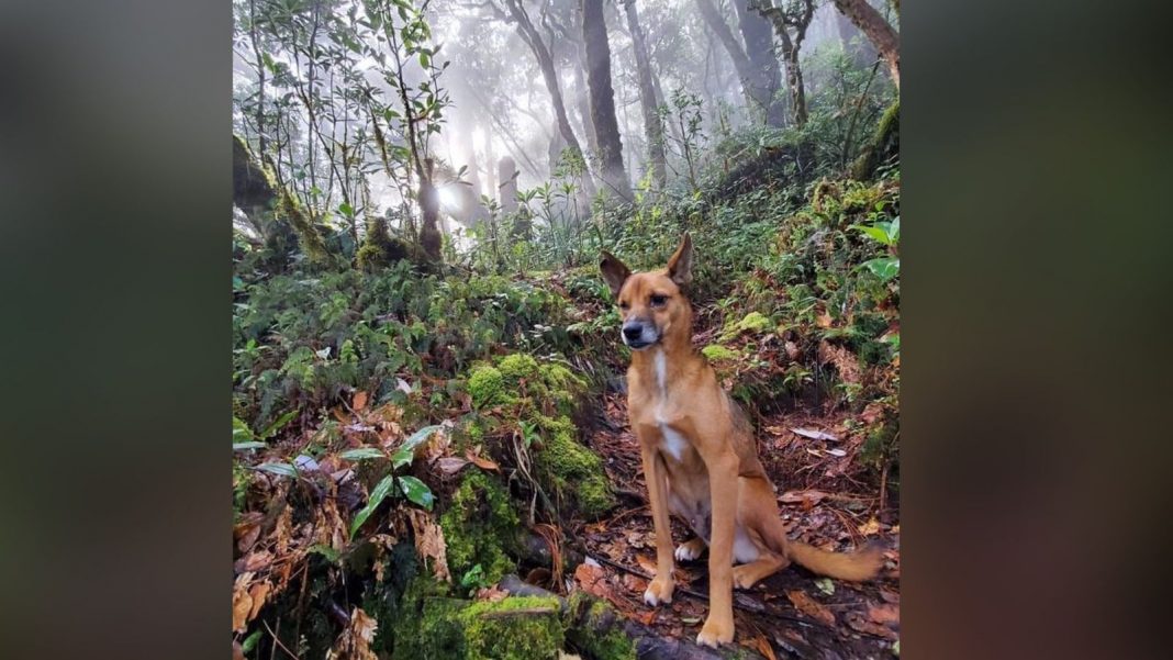 Perrito en Montaña de Celaque