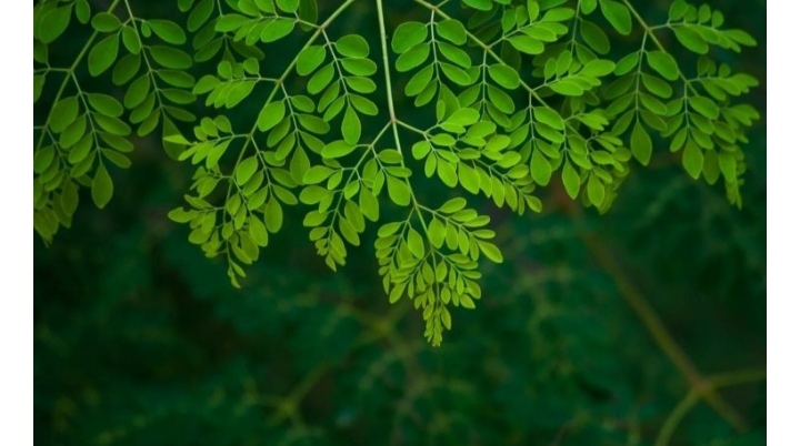 Beneficios de consumir moringa 