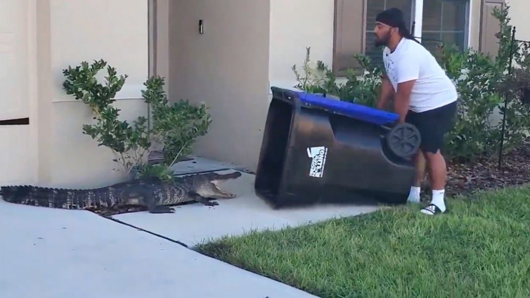 Hombre atrapa a cocodrilo bote de basura