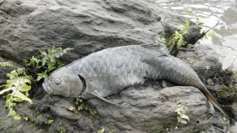 río se oscurece peces muertos