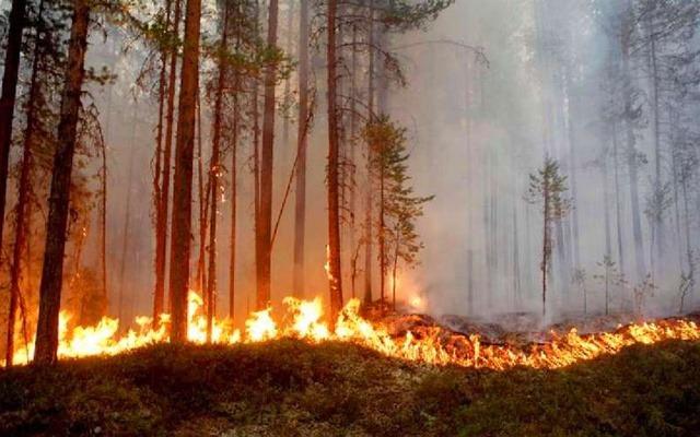 Valle parque incendio