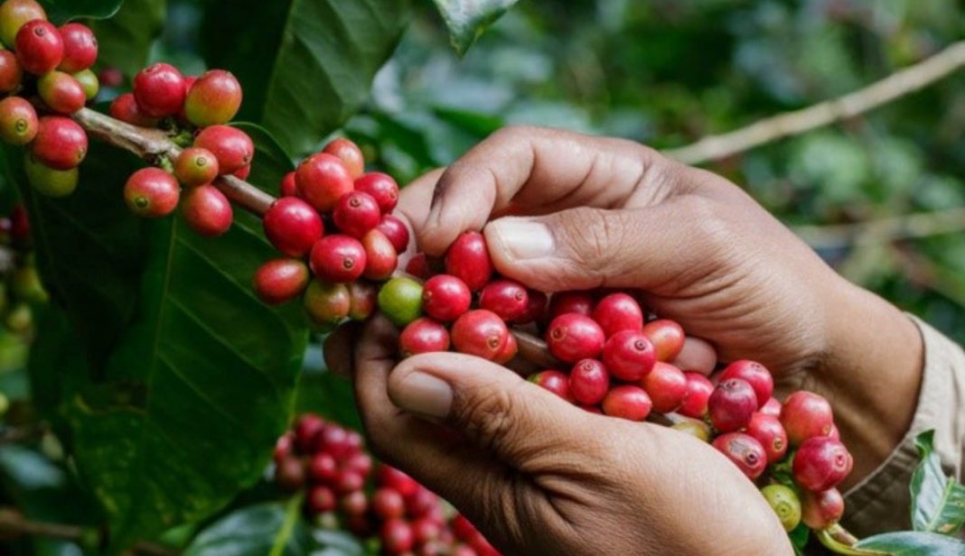 exportaciones de café en honduras