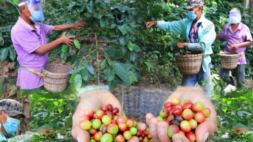 corteros de café