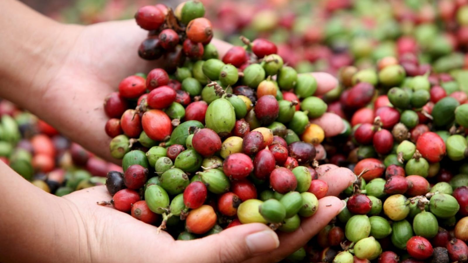 Exportaciones de café