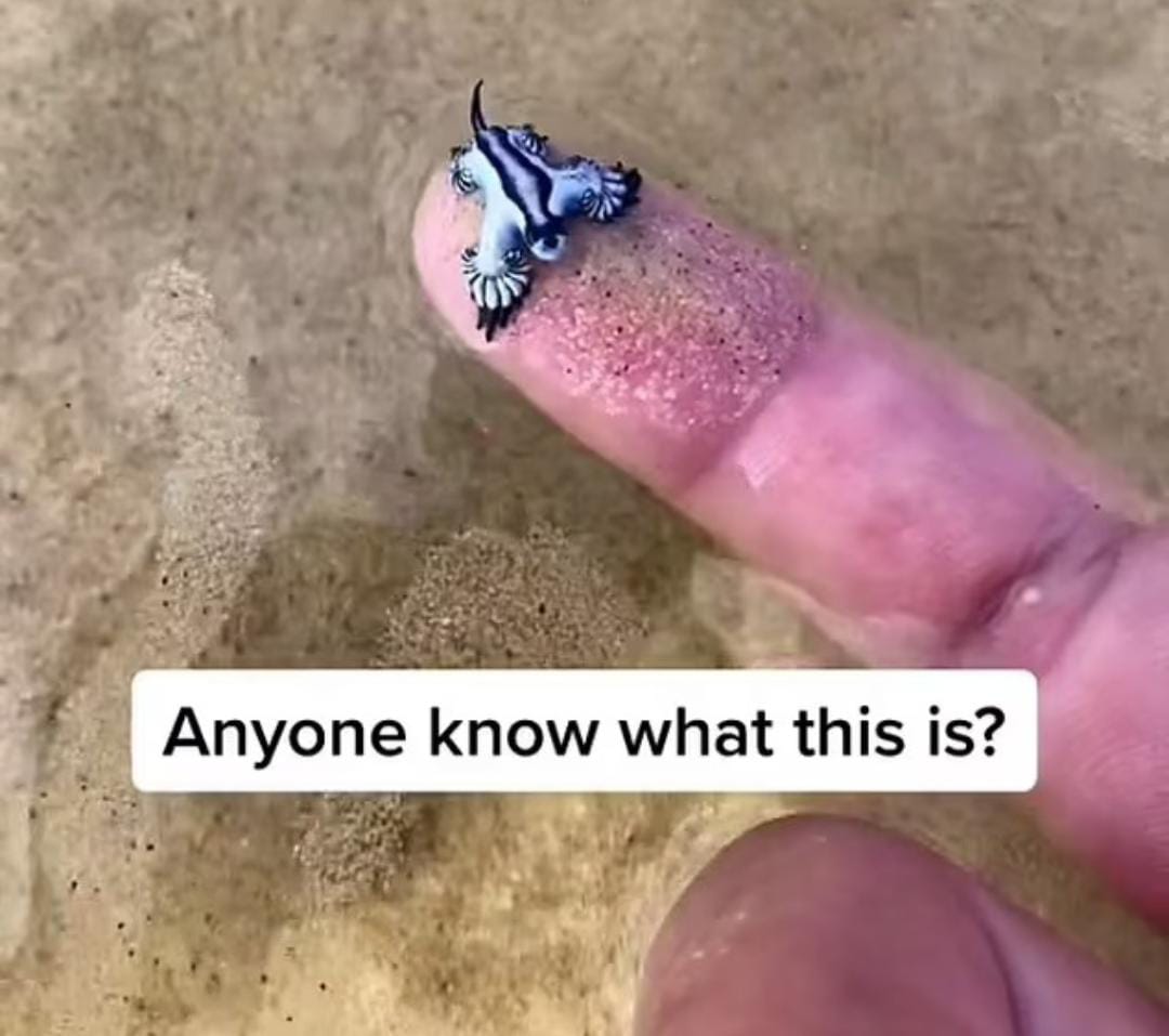 TikTok hombre juega con pez peligroso
