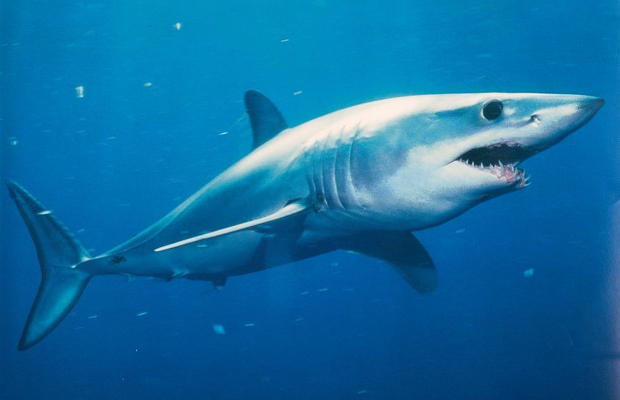 anticuerpos de tiburón