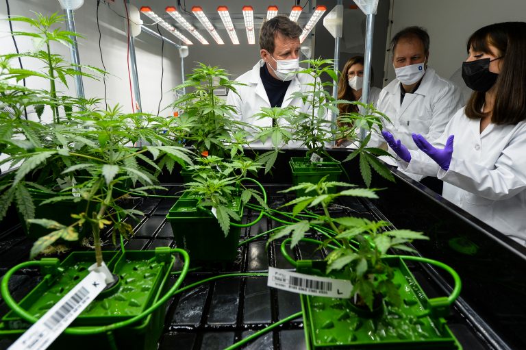 marihuana legal en costa rica