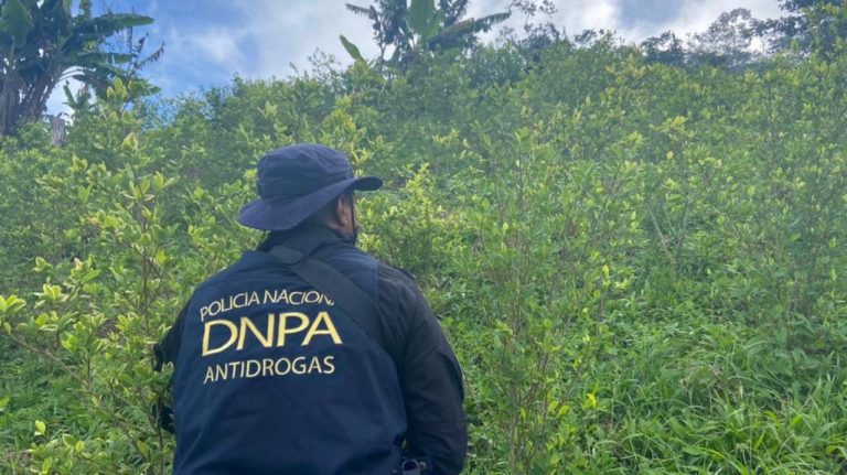 plantaciones de coca en Cortés