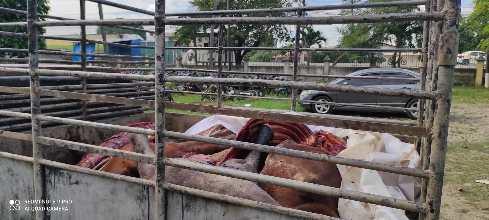 caballos