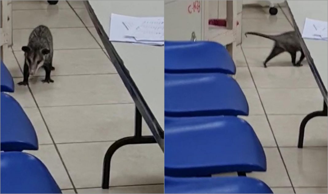 Tacuazín en Hospital San Felipe