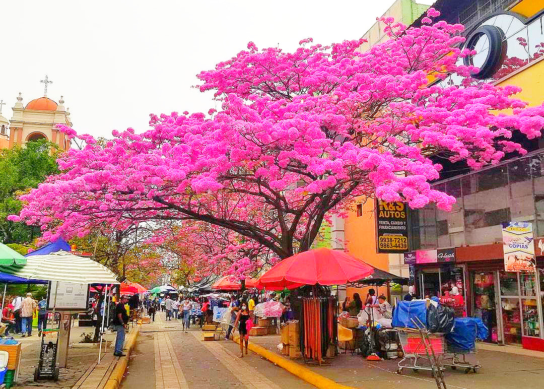 Parque Central 