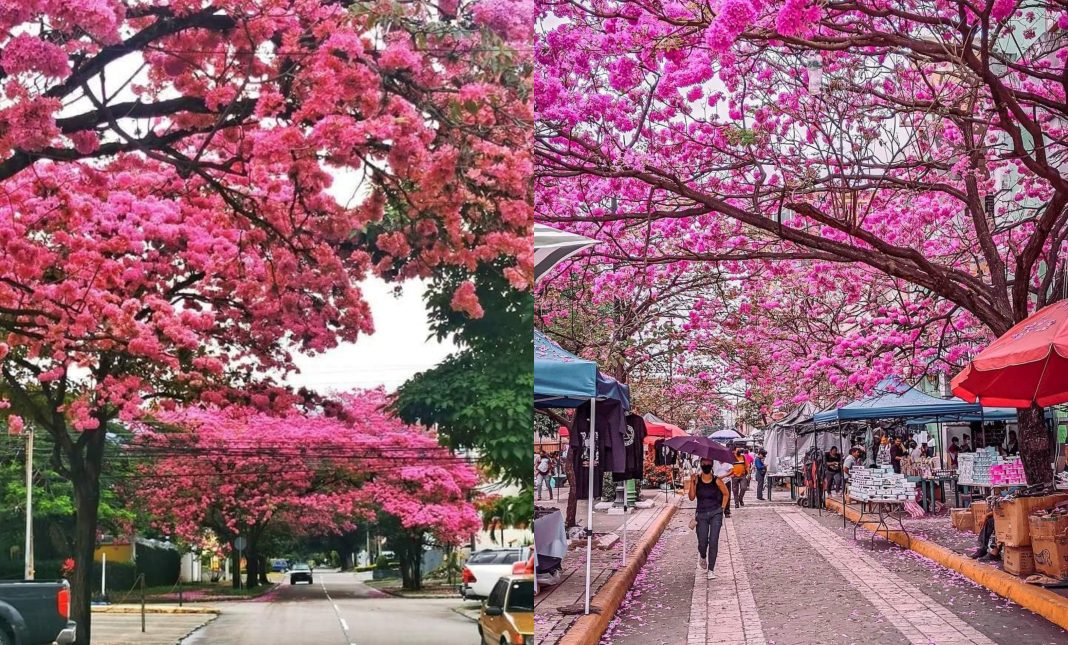 San Pedro Sula flores macuelizo