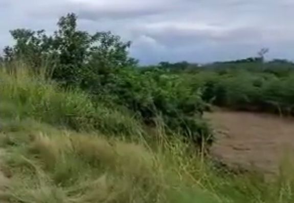 La zona donde lo hallaron está rodeada de cultivo de maíz.