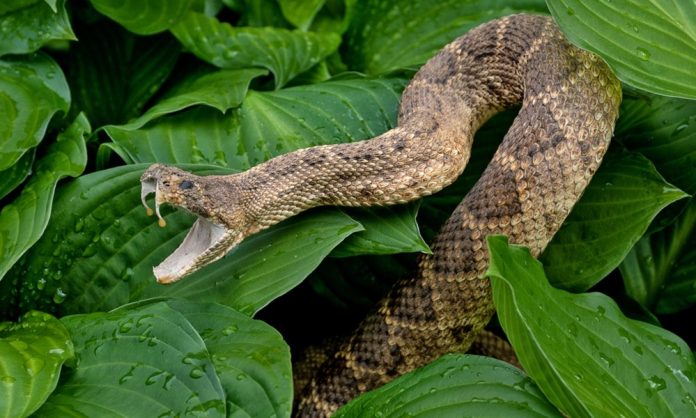 ataque mordedura serpiente