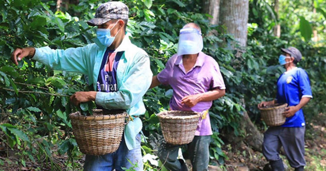 Cortadores hondureños de café