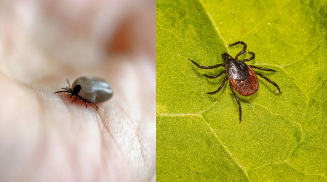 Garrapata peligrosa en EEUU