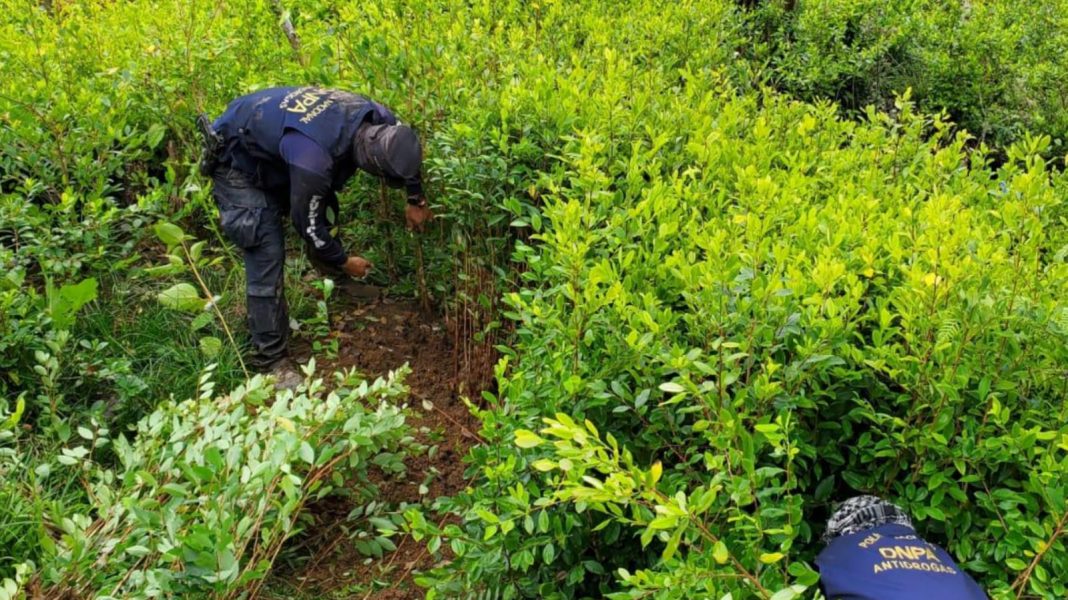 arbustos de coca en Trojes El Paraíso