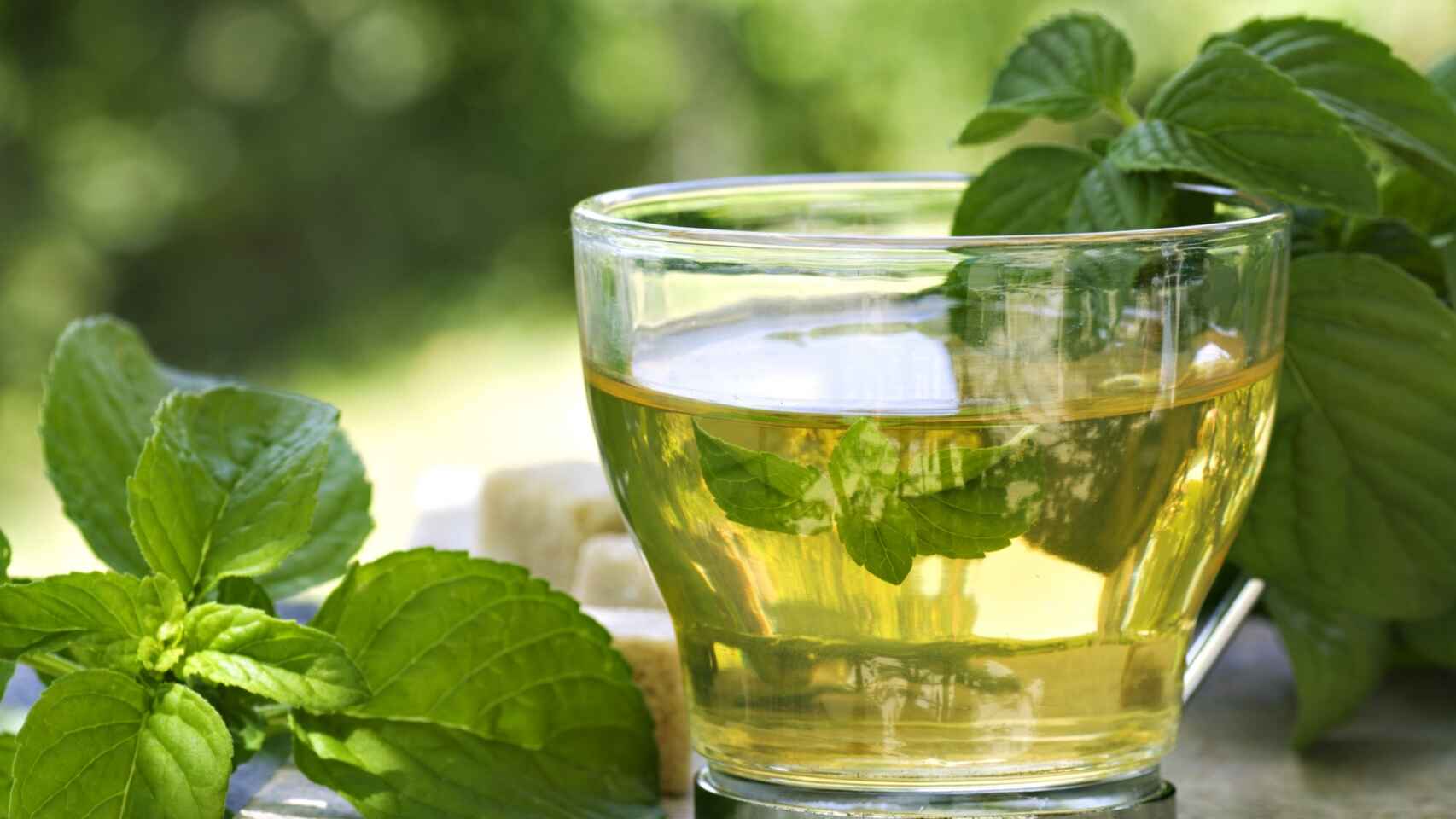 beneficios té verde ciencia