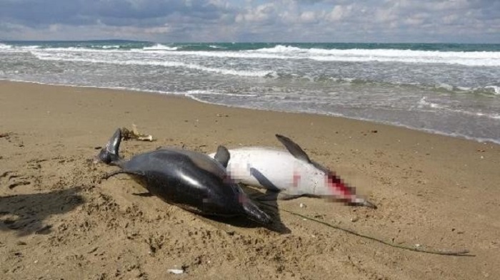 Delfines muertos