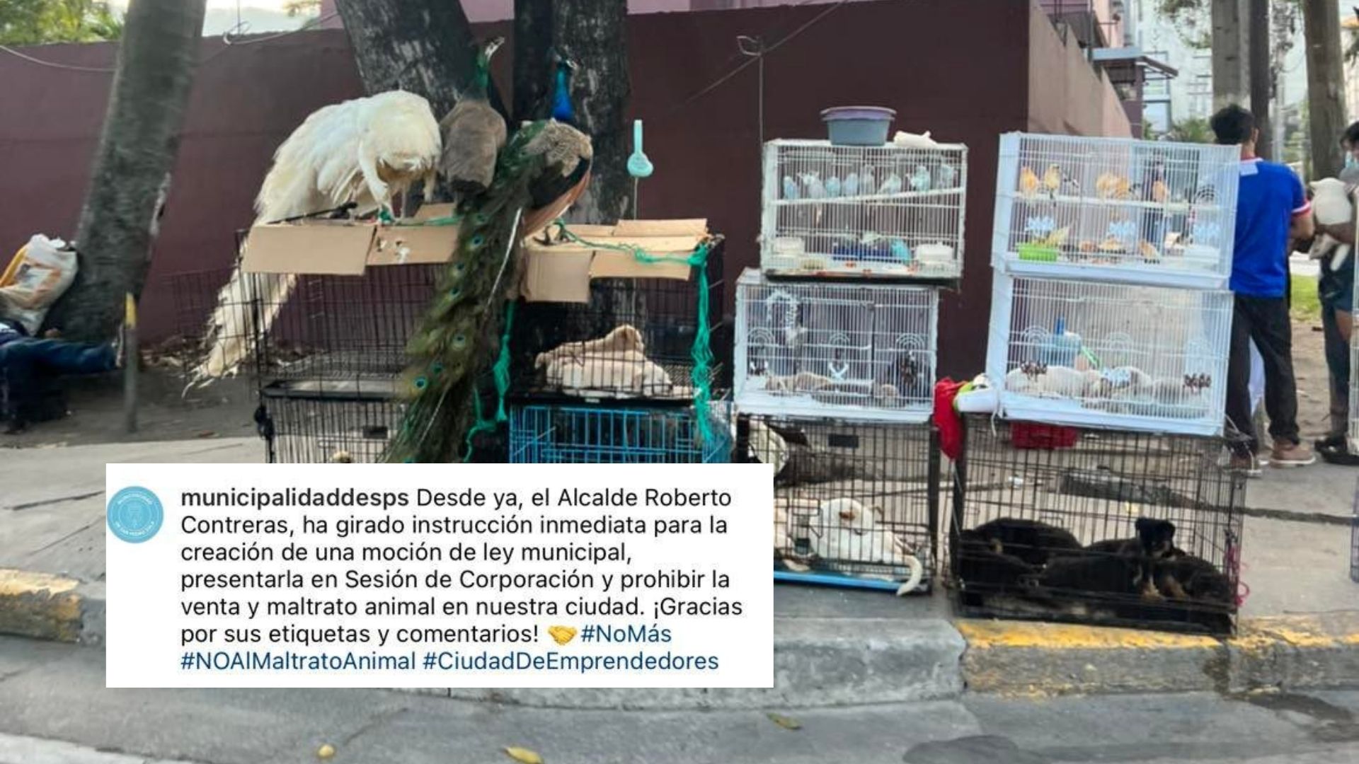 moción para prohibir venta y maltrato animal en SPS