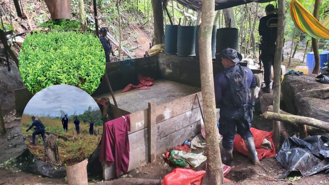 plantaciones de coca y narcolaboratorios en Colón