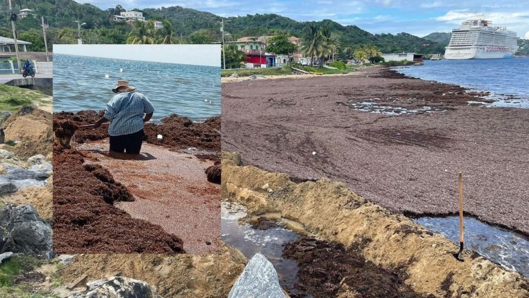 alga marina en playas de Roatán