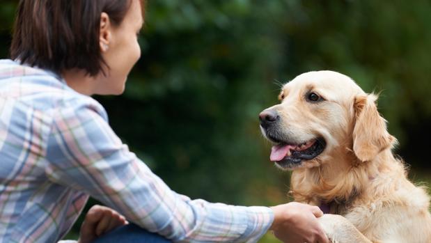Fórmula calcular edad de perros