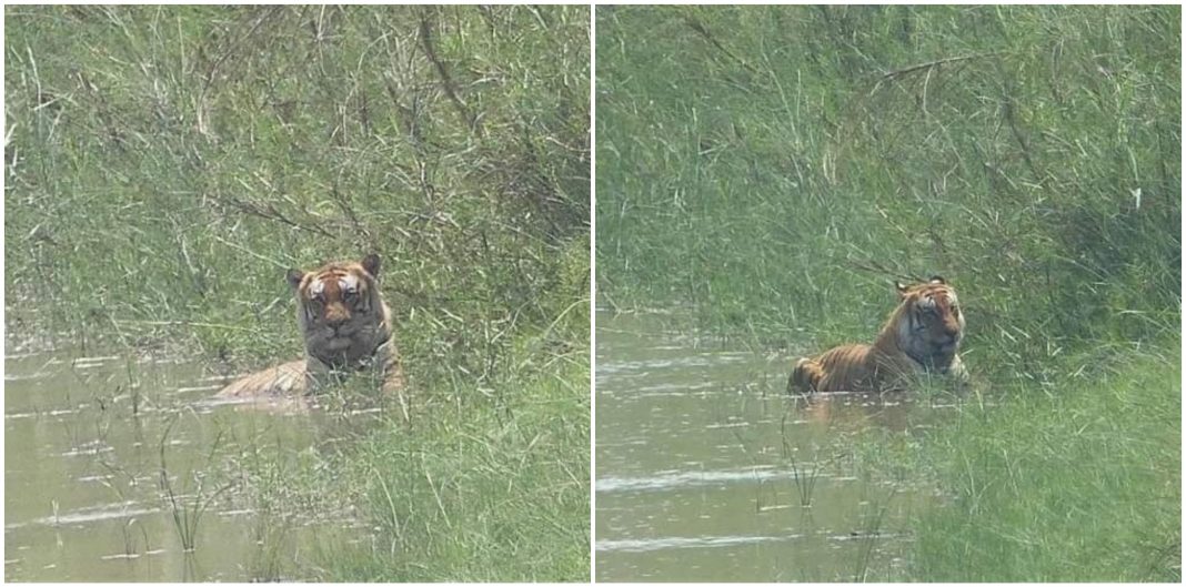 Tigre en río Ulua