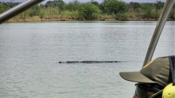 Cocodrilos río Bravo