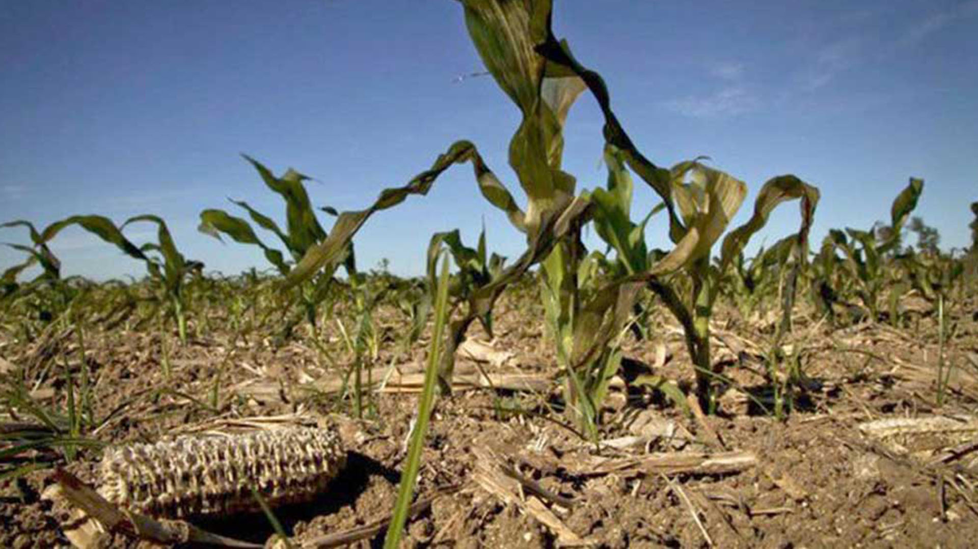 producción agrícola