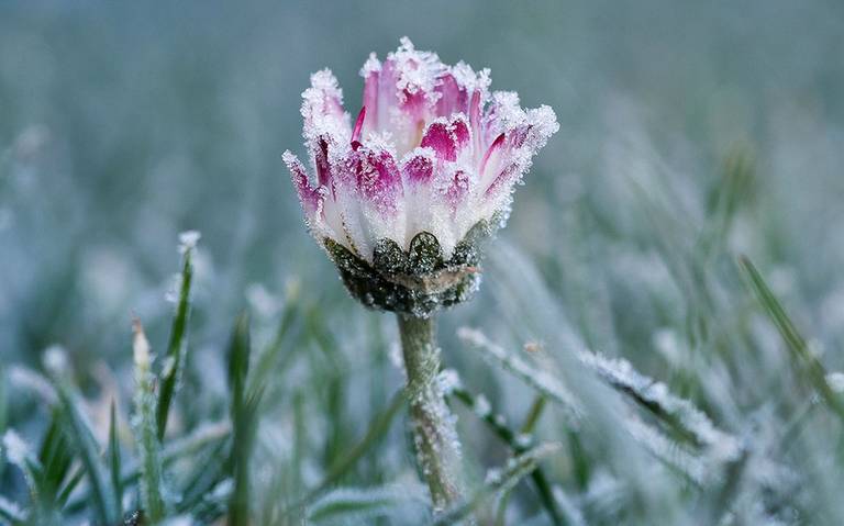 Flores en la Antártida, la señal de una catástrofe ambiental