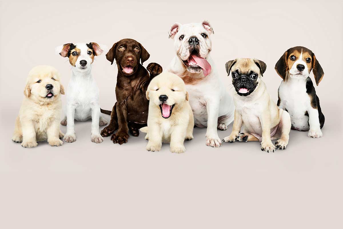 Cálculo de los perros