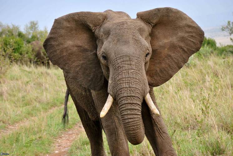 Elefante mata a mujer y regresa al funeral para atacar el cadáver
