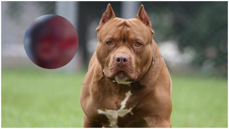 pitbull ataca a menor en Roatán