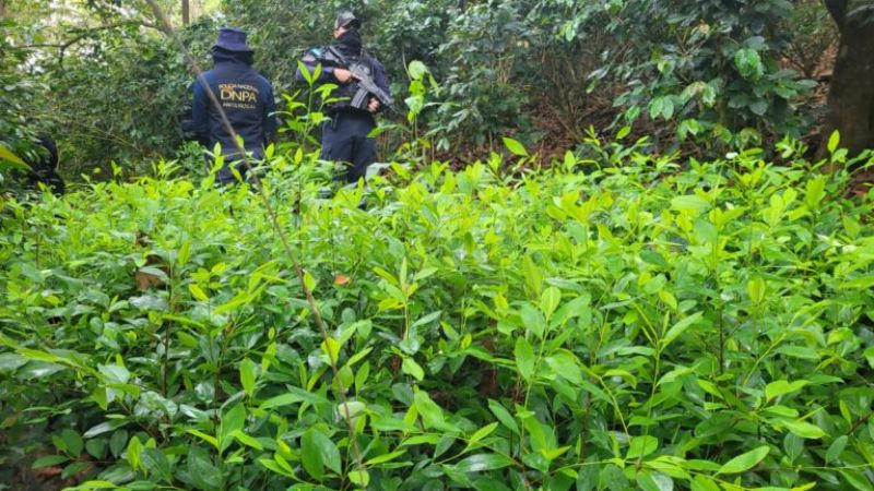 vivero con plantas de coca en yoro