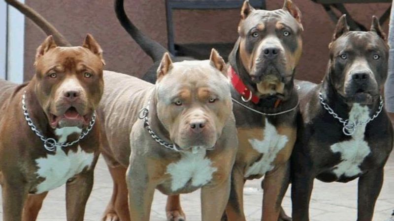 Perros