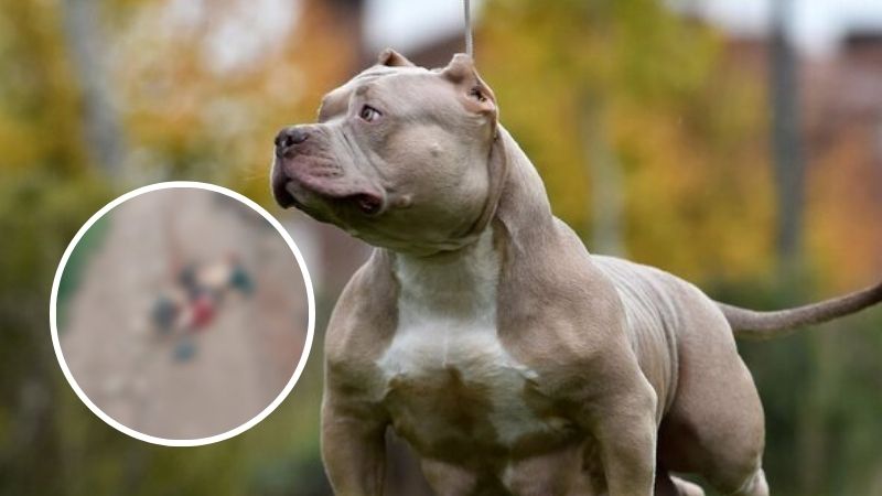 ataque de perros en valle de ángeles