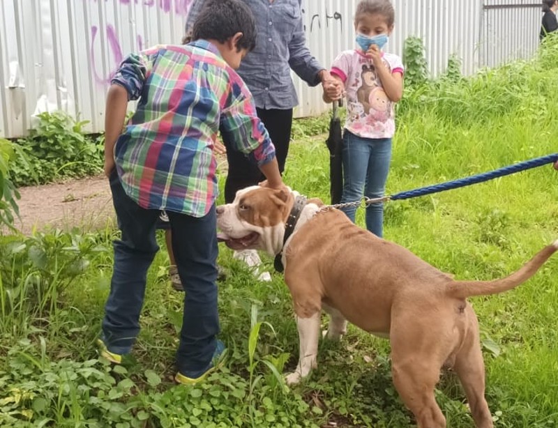 Perritos en Tegucigalpa