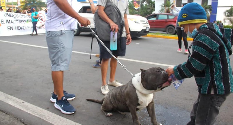 Perros en marcha