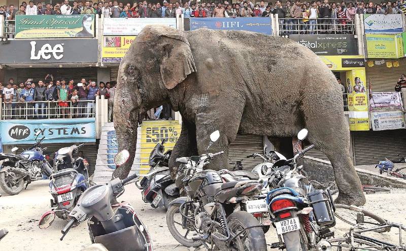 Elefante mata a mujer y regresa al funeral para atacar el cadáver