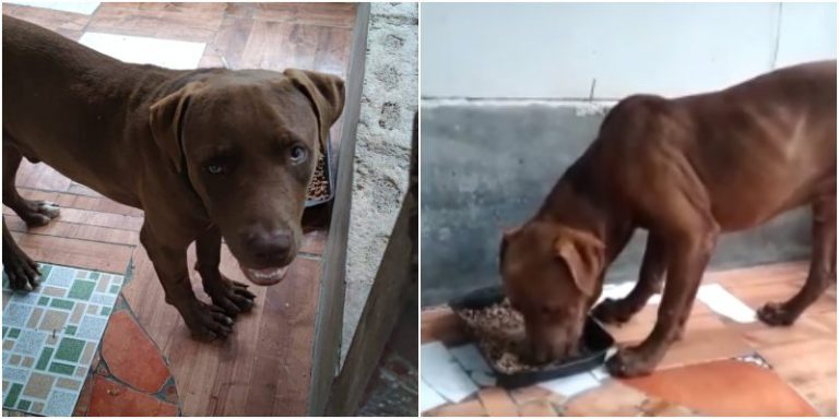 Pitbull que atacó a menor en Lempira
