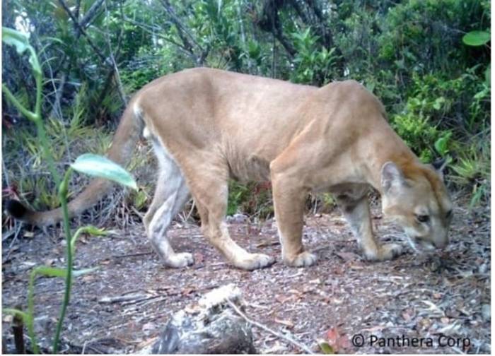 foto de puma en honduras