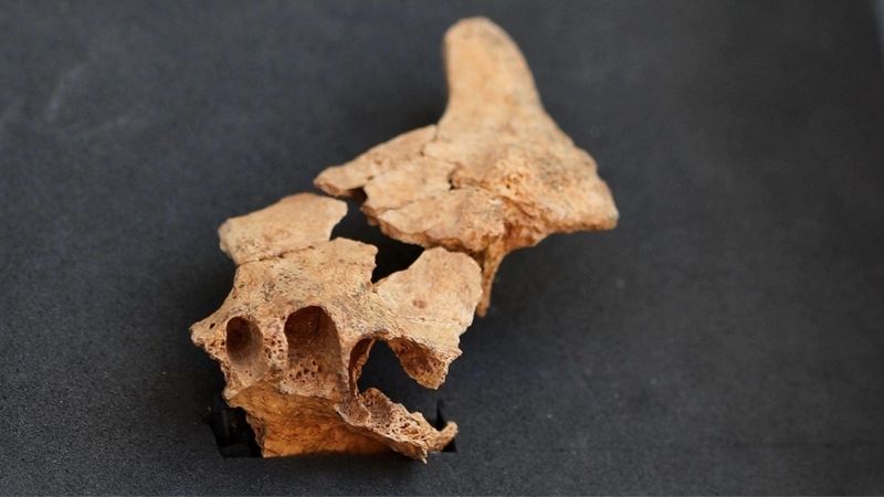 cara del humano más antiguo de Europa