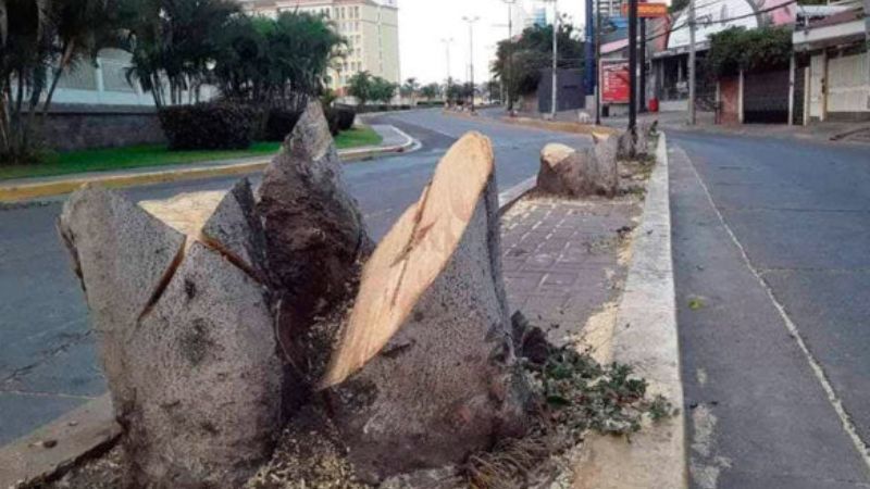 multas por corte ilegal de árboles