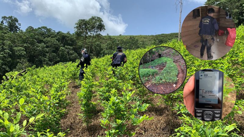 hoja de coca en patuca