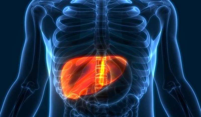 El hígado está ubicado en la parte superior derecha, detrás de las costillas inferiores. El hígado cumple muchas funciones, incluidas las siguientes: almacenar nutrientes, eliminar productos de desecho y células gastadas del cuerpo.