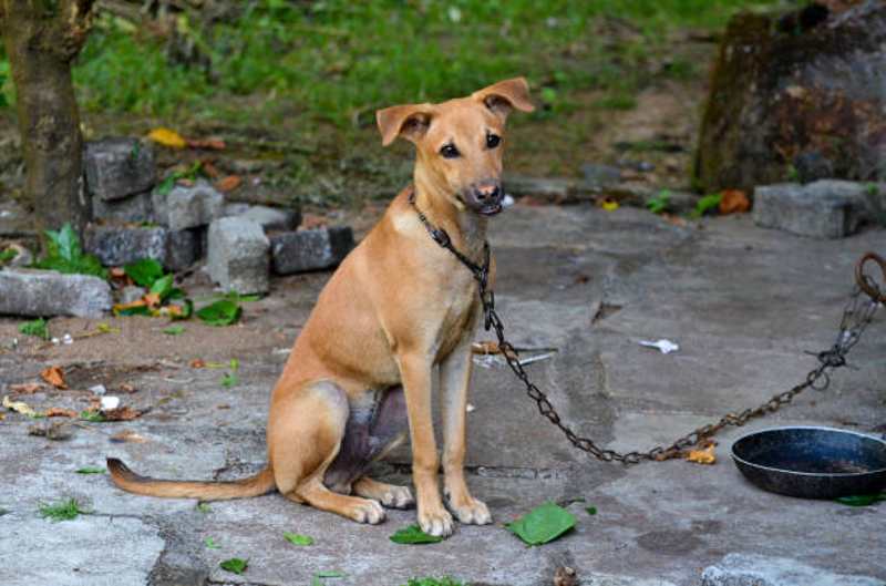 Los problemas no solo ocurren con perros, sino que hasta con animales exóticos.