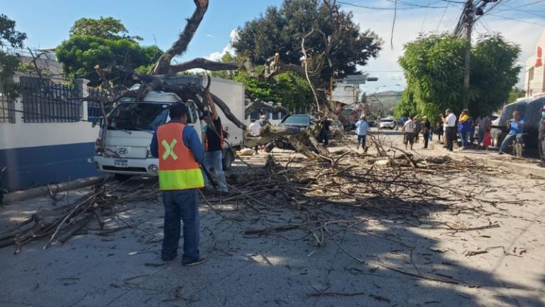 Cae árbol en Comayagua