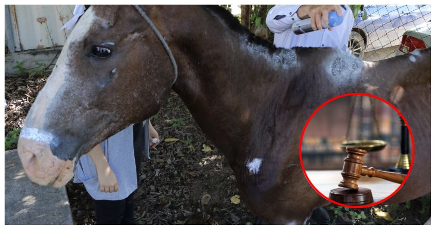 Ley de Protección Animal en Honduras