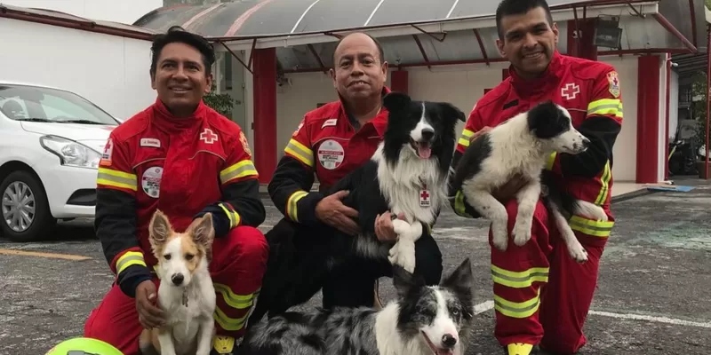 Los animales formaban parte de la Cruz Roja. 